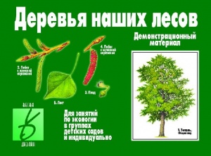 Демоматериал. Деревья наших лесов ― ИГРОСАД.рф