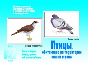 Демоматериал. Птицы обитающие на территории нашей страны ― ИГРОСАД.рф