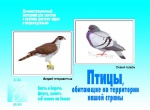 Демоматериал. Птицы обитающие на территории нашей страны